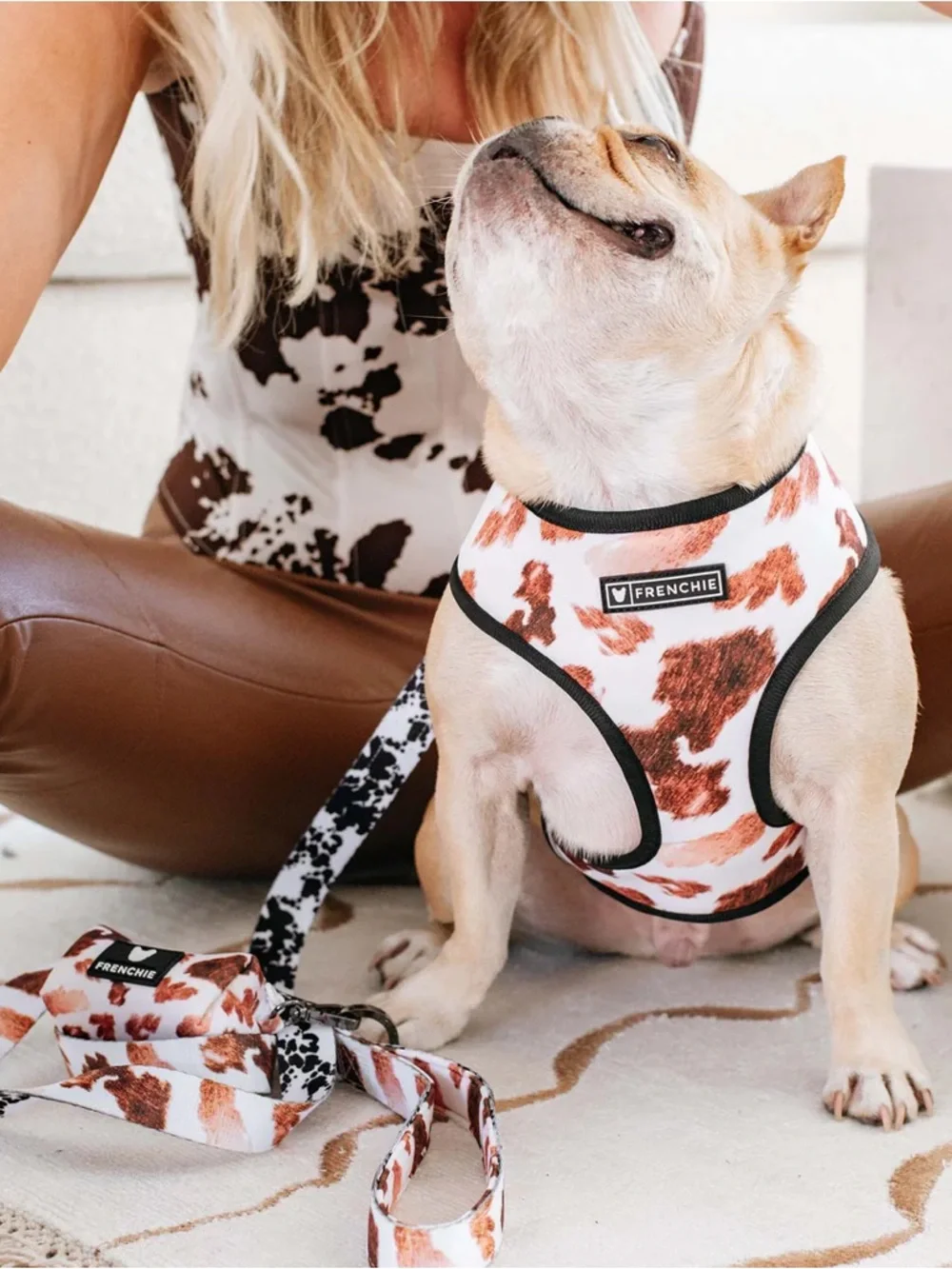Frenchie Harness cow print